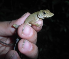Anolis parvicirculatus