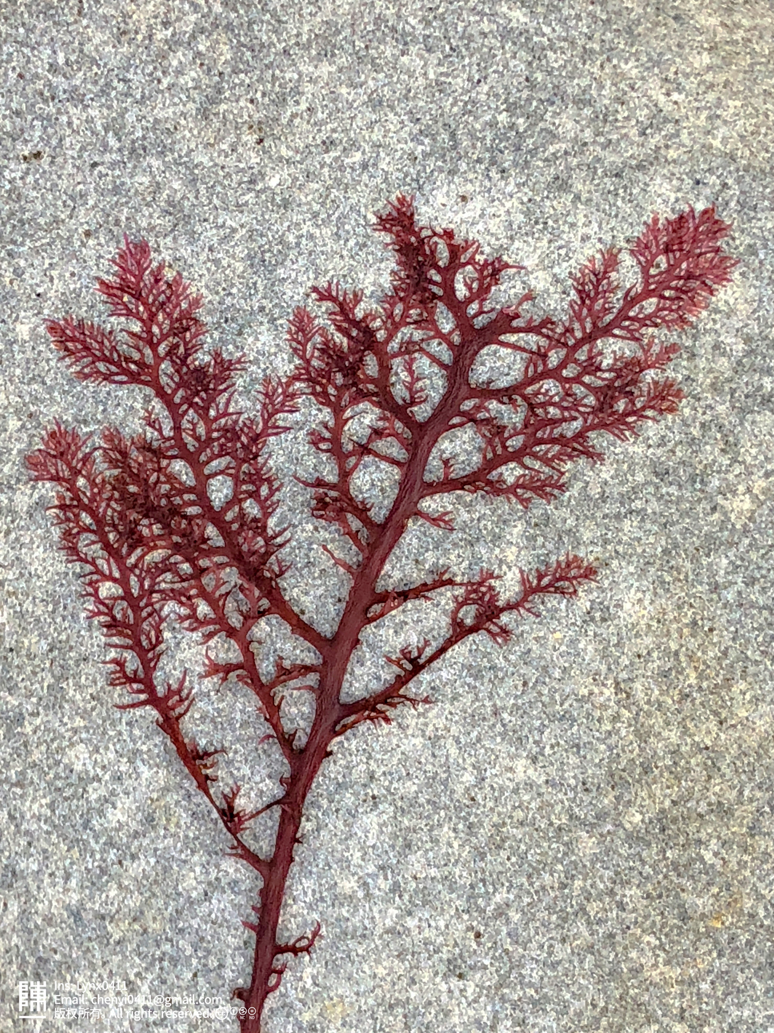 Plocamium cartilagineum