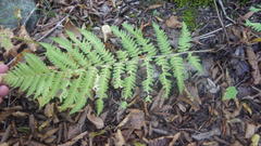 Dryopteris caucasica