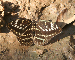 Lexias pardalis jadeitina