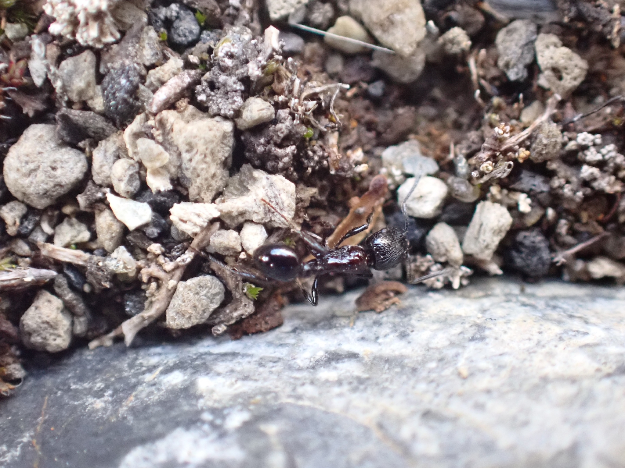 Patagonomyrmex laevigatus