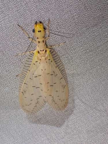 Chloronia mexicana photo 4
