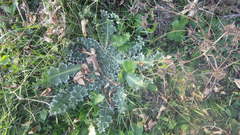 Eryngium caeruleum
