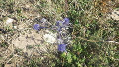 Eryngium caeruleum