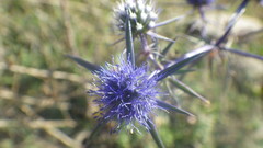 Eryngium caeruleum