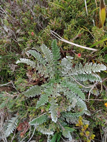 Image of Silver Caraway (Chaerophyllum argenteum) by (c) Nina Kerr, some rights reserved (CC BY)