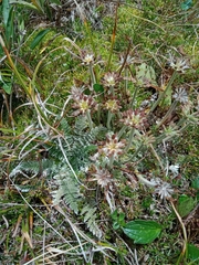 Chaerophyllum argenteum