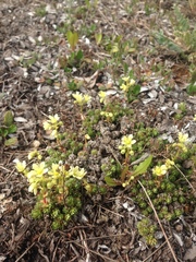 Saxifraga bronchialis funstonii