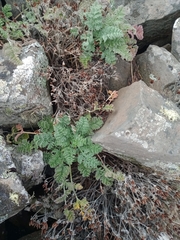Chaerophyllum brevipes