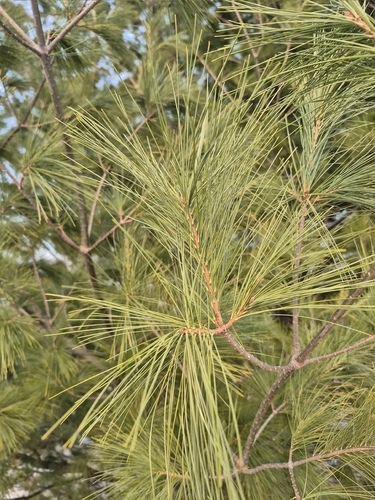 eastern white pine