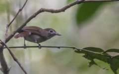 Malacopteron magnirostre