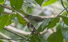 Malacopteron cinereum