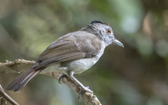 Malacopteron cinereum