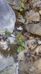 Hylotelephium caucasicum