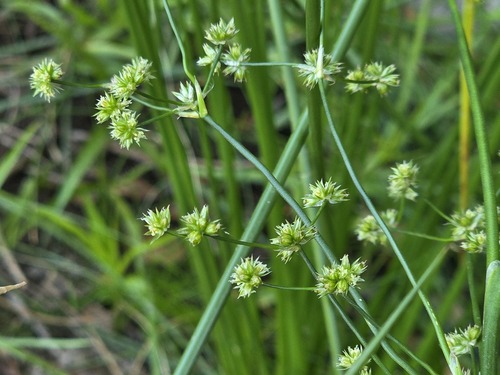 Juncus microcephalus, photograph 3