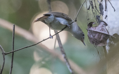 Malacopteron cinereum