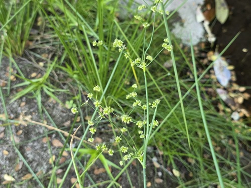 Juncus microcephalus, photograph 4