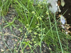 Juncus microcephalus, photograph (c) Cesar Ormazabal, some rights reserved (CC BY)