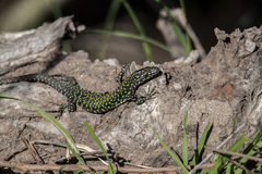 Podarcis muralis nigriventris