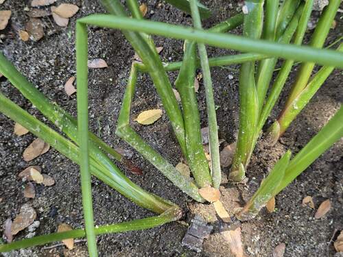 Juncus microcephalus, photograph 5