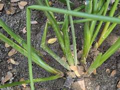 Juncus microcephalus, photograph (c) Cesar Ormazabal, some rights reserved (CC BY)