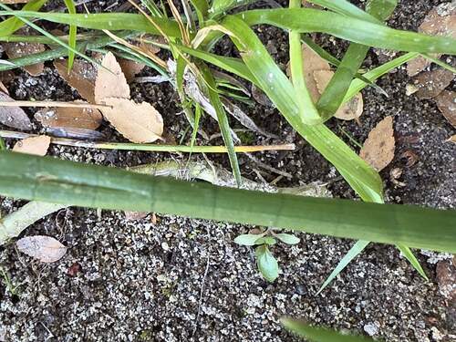 Juncus microcephalus, photograph 6