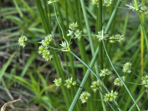 Juncus microcephalus, photograph 2