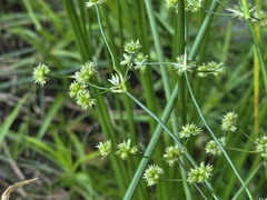 Juncus microcephalus, photograph (c) Cesar Ormazabal, some rights reserved (CC BY)