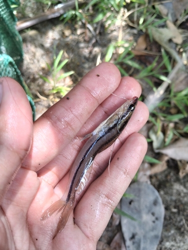 Catfish (Pimelodella chagresi) — Heptapteridae — 3