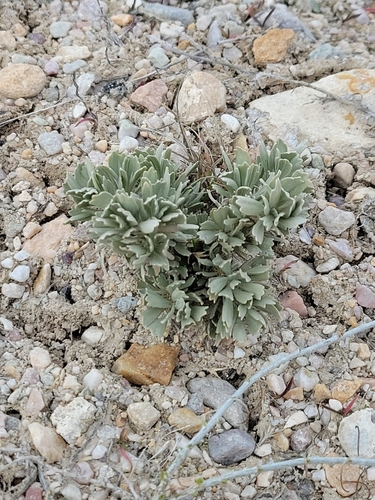 Big Sagebrush seedling