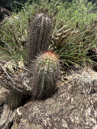 Pilosocereus machrisii