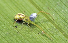Miagrammopes flavus