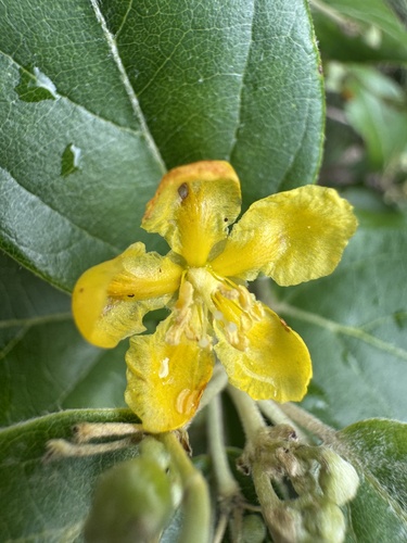 Stigmaphyllon discolor observed 2026-02-11