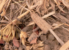 Lepidoptera