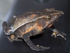 Rhinella tenrec