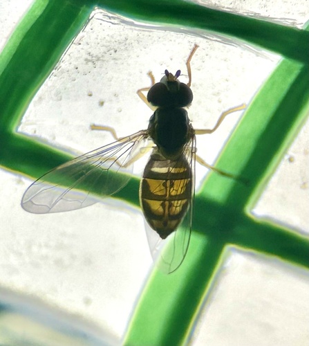 Unknown species found near Northwest Side, San Antonio, TX, US