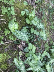 Arum italicum italicum