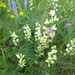 Astragalus katunicus - Photo (c) inessa_naturalist, algunos derechos reservados (CC BY-NC), subido por inessa_naturalist