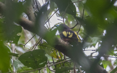 Eurylaimus javanicus