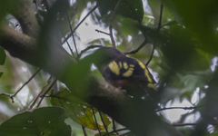 Eurylaimus javanicus