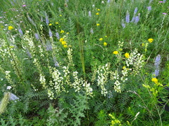 Astragalus katunicus