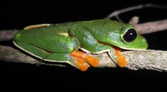 Agalychnis moreletii