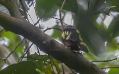 Eurylaimus javanicus