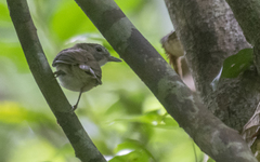 Malacopteron magnirostre