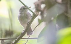 Malacopteron magnirostre