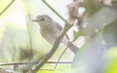 Malacopteron magnirostre