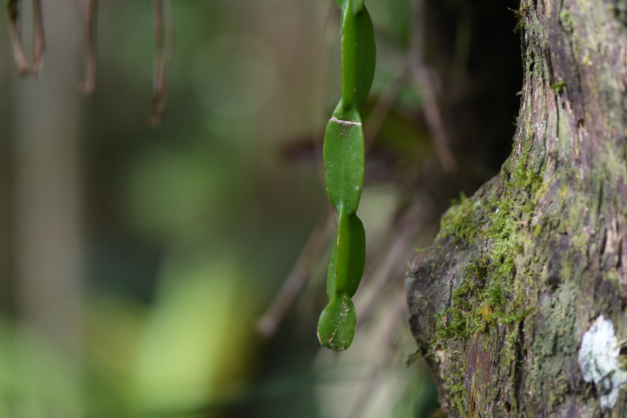 Chain cactus