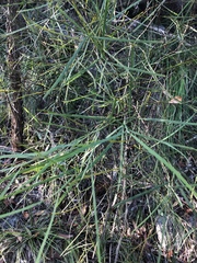 Daviesia wyattiana