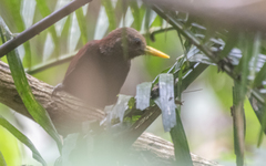 Blythipicus rubiginosus