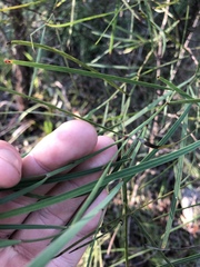 Daviesia wyattiana